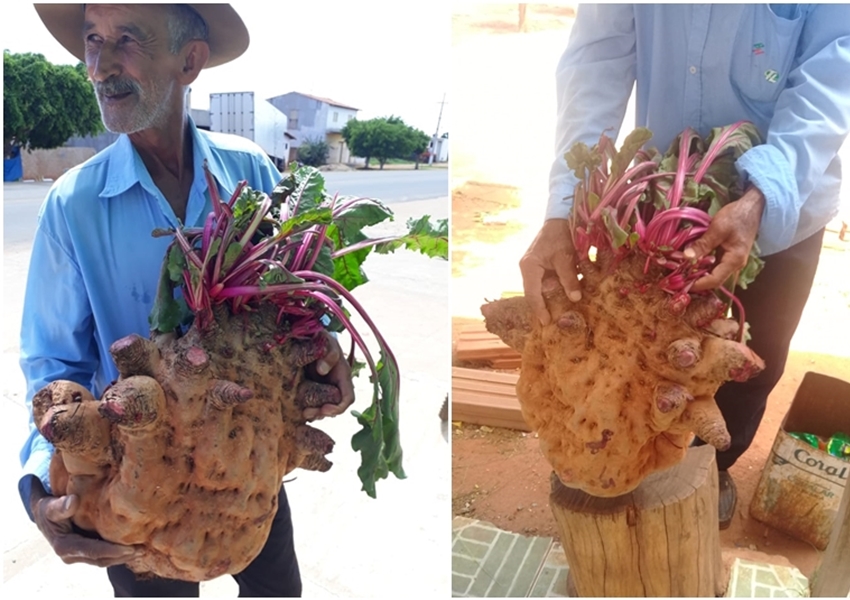 Livramento: Morador da comunidade de Campo Alegre colhe beterraba  gigante