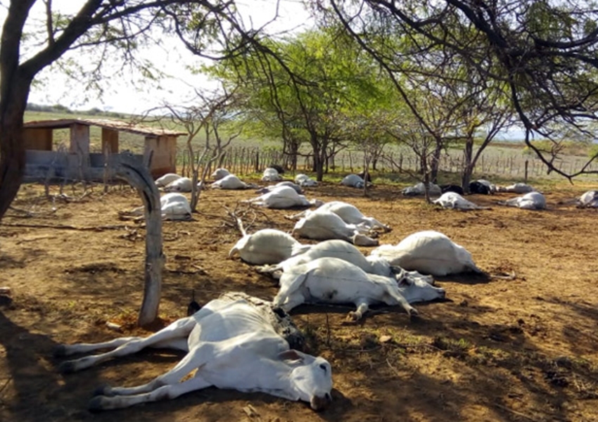 Tanhaçu: mais de 70 gados aparecem mortos em fazenda; Adab investiga o caso