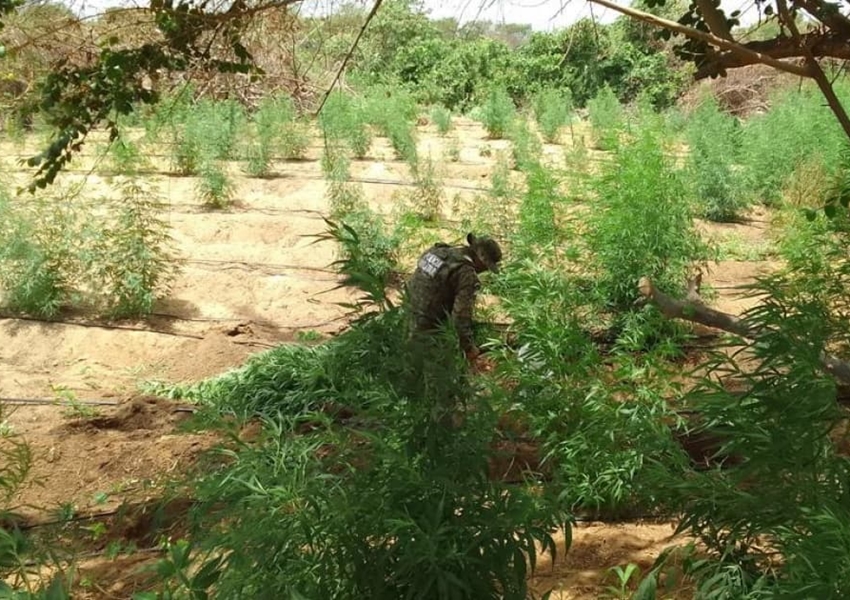 Operação conjunta erradica plantio com mais de 35 mil pés de maconha em Curaçá