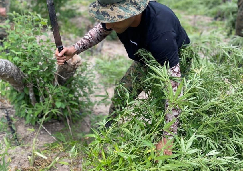 Plantações com 60 mil de pés de maconha são encontradas pela polícia em fazenda no norte da BA