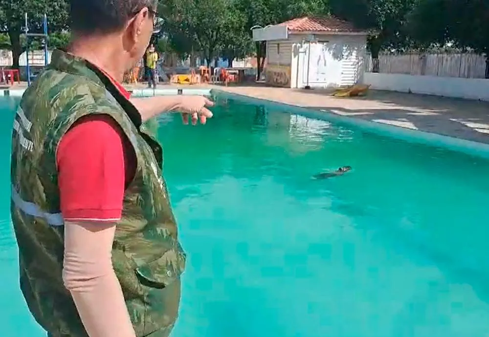 Capivara é resgatada de piscina em clube de Guanambi e devolvida à natureza