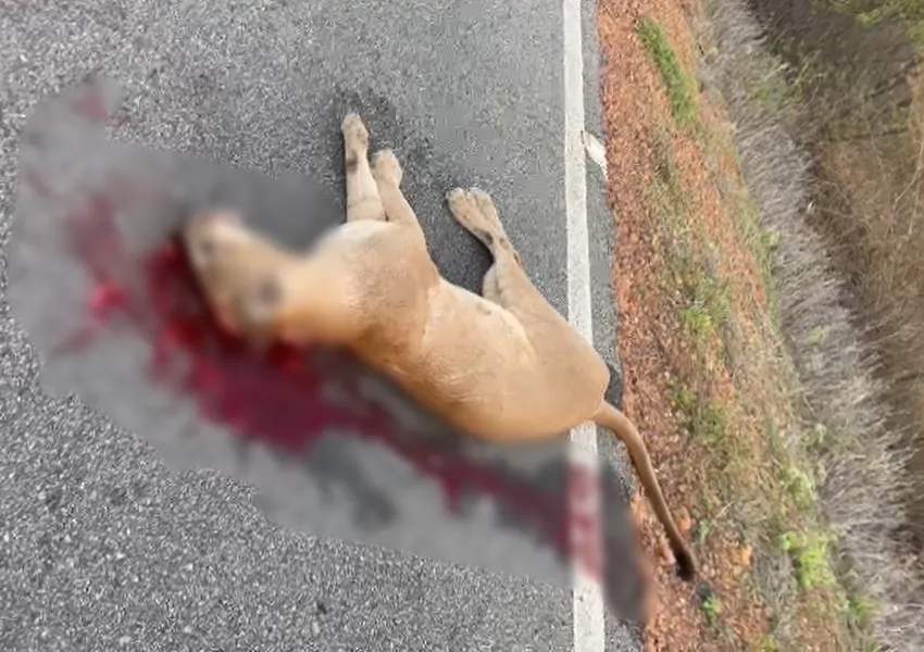 Onça sussuarana é encontrada morta na BA-142 entre Tanhaçu e Ituaçu