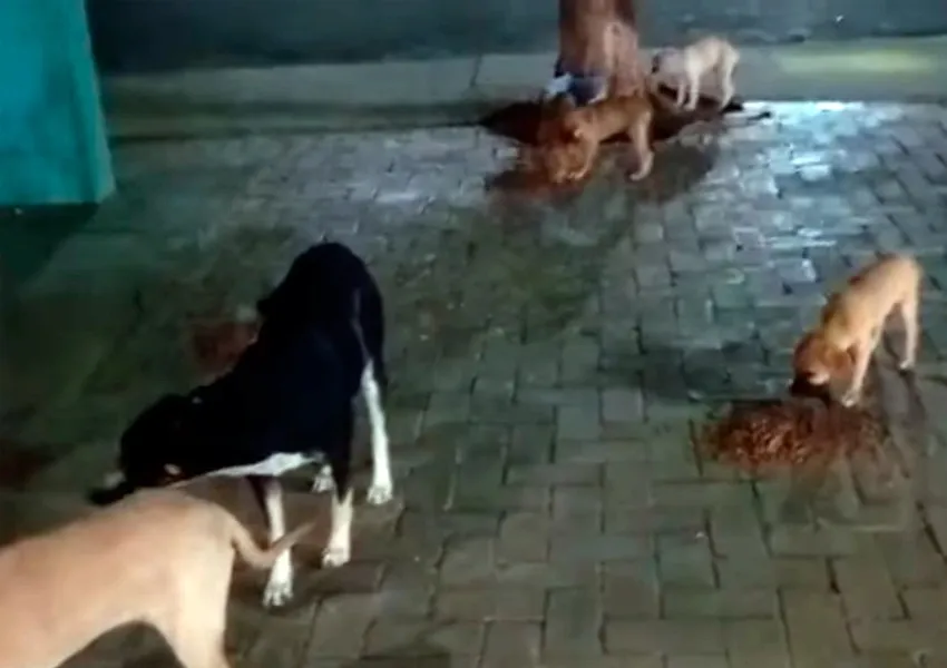Praça São João, em Dom Basílio, registra aumento de cães abandonados e vítimas de violência
