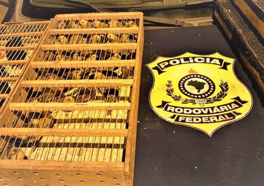 PRF resgata quase 500 pássaros silvestres transportados em mala de carro