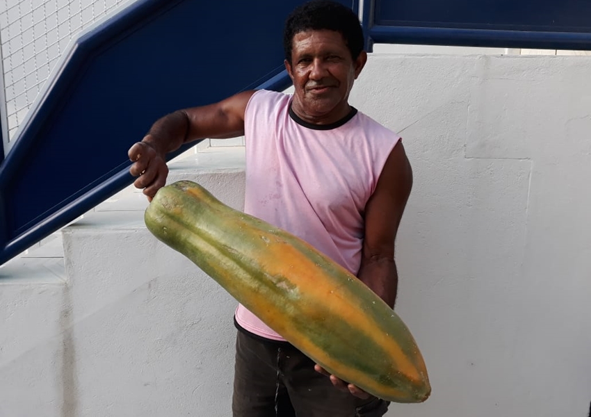 Livramento: Mamão gigante é colhido em quintal de residência no Bairro Valérios 