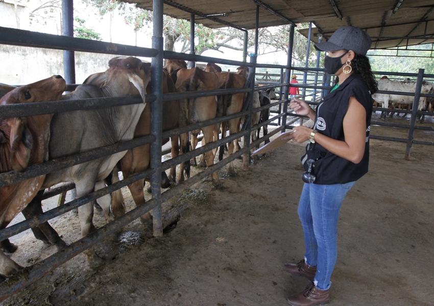 Bahia divulga a última campanha de vacinação contra Febre Aftosa no Estado