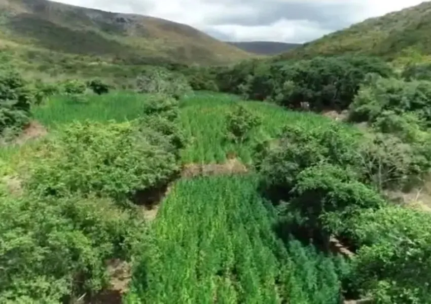Polícia prende advogado acusado de ser dono de plantação de maconha na Chapada Diamantina