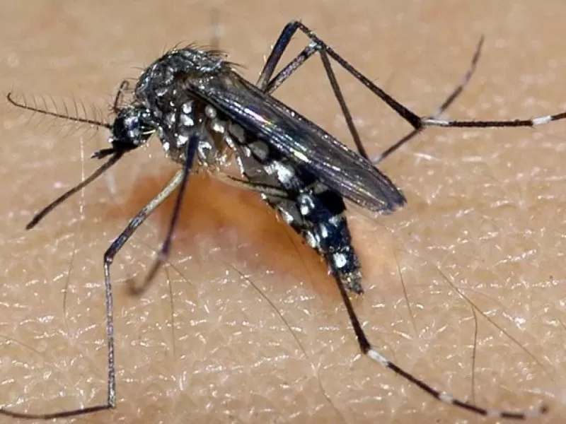 Brasil registra queda de 69,25% nos casos de dengue nos dois primeiros meses de 2025