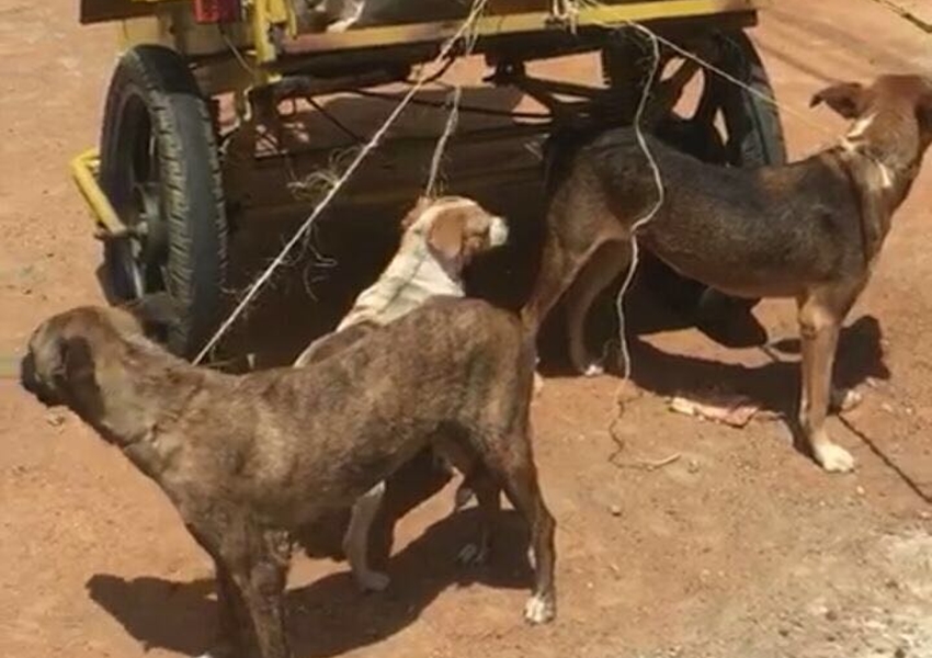 Vida dos animais em risco!