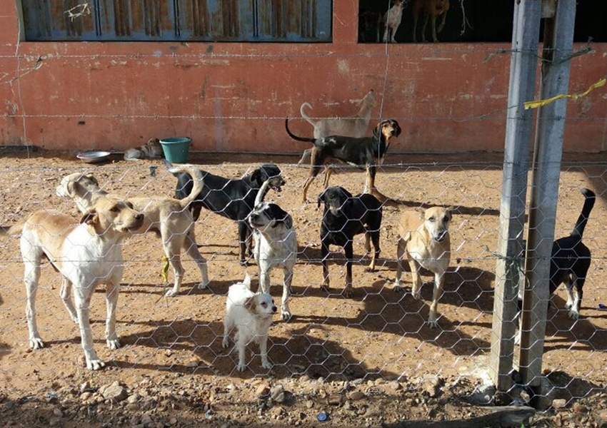 Vida dos animais em risco!