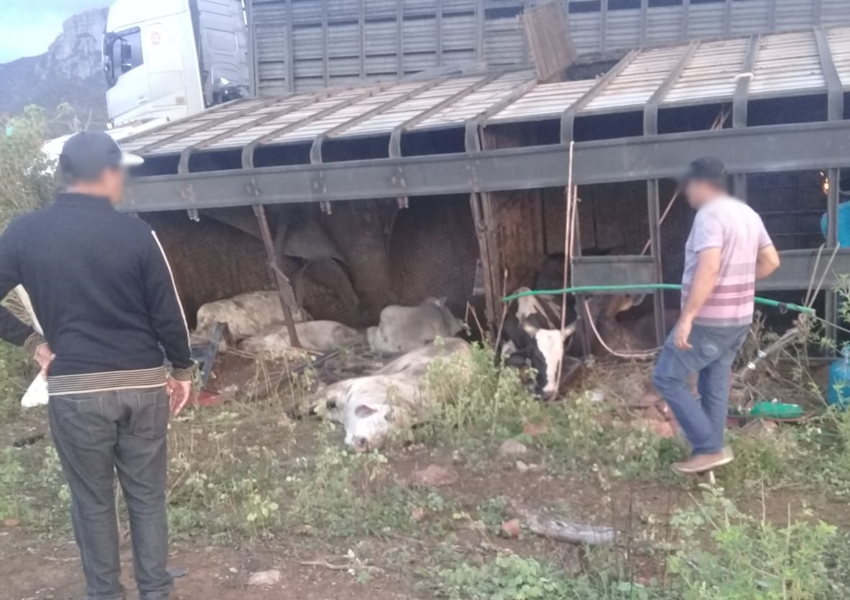 Caminhão carregado de bovinos tomba em Livramento de Nossa Senhora
