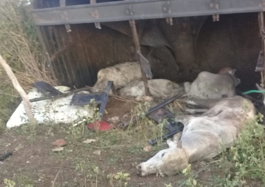 Caminhão carregado de bovinos tomba em Livramento de Nossa Senhora