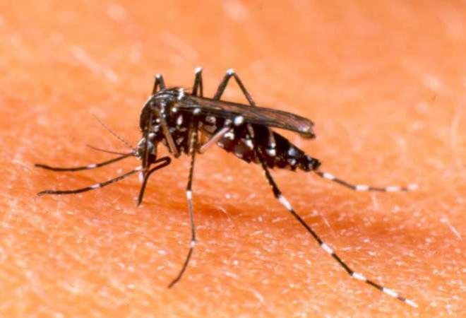 2,2 milhões de brasileiros tiveram doenças ligadas ao Aedes em 2016