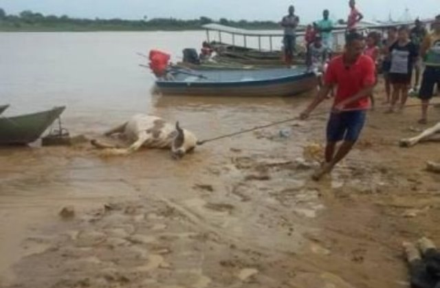 Xique-Xique: Bois morrem após caminhão cair no Rio São Francisco