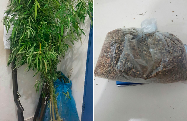 Polícia destrói plantação de maconha no Extremo Sul da Bahia
