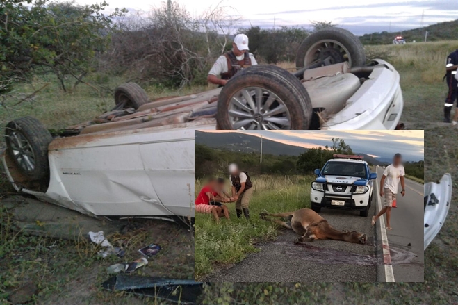 Carro com estudantes de Livramento colide contra animal e capota na BA-262