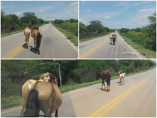 Animais continuam soltos na rodovia que liga Livramento a Brumado e risco de novos acidentes aumenta a cada dia