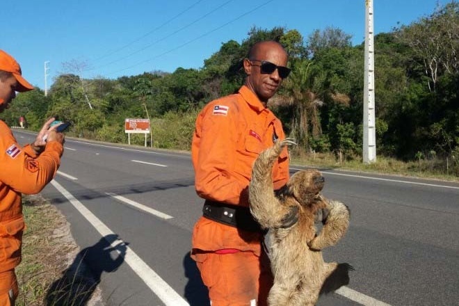Bombeiros resgatam bicho-preguiça em área atingida por incêndio em Rio de Contas