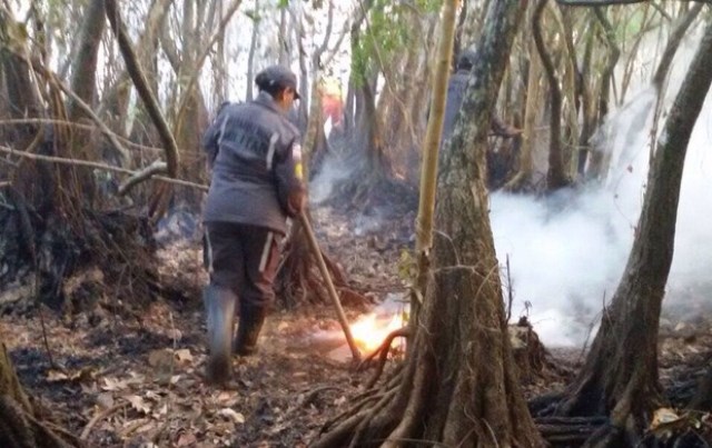 Bombeiros combatem incêndio em vegetação na Praia do Forte, na Bahia
