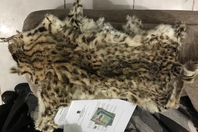PF combate práticas crimes de caça ilegal de animais ameaçados em extinção