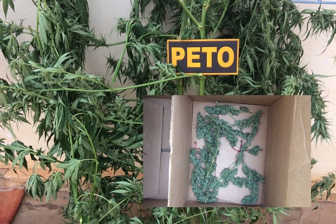 Livramento: Após denúncia, Polícia Militar encontra pés de maconha em residência no povoado dos Patos