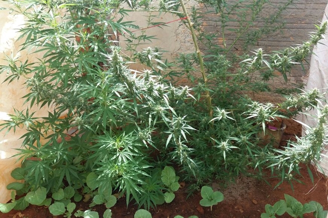 Livramento: Após denúncia, Polícia Militar encontra pés de maconha em residência no povoado dos Patos