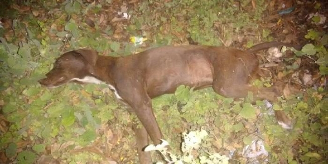 Mais um cão é estuprado na cidade de Jequié