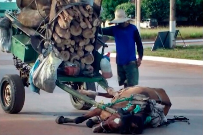 Cavalo 'desmaia' por não suportar carga em carroça e dono é detido