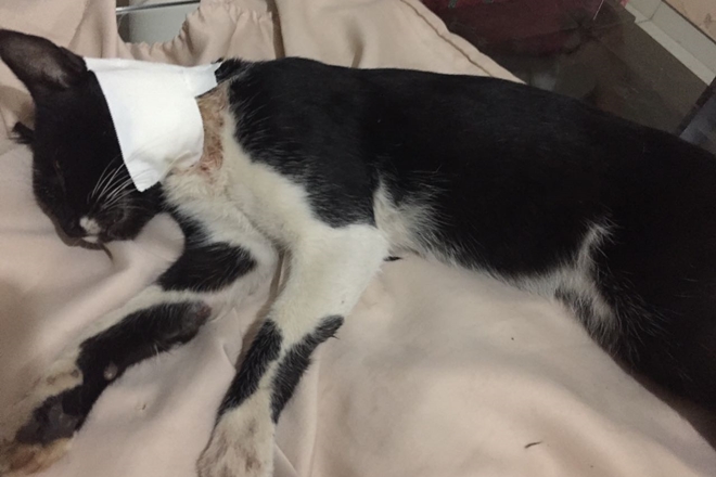 Livramento: Homem que esfaqueou gato deve prestar depoimento a Polícia