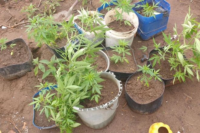 Pés de maconha são apreendidos após denúncia anônima, em Jussiape