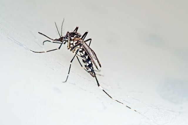 Vírus da zika afeta testículos, segundo estudo