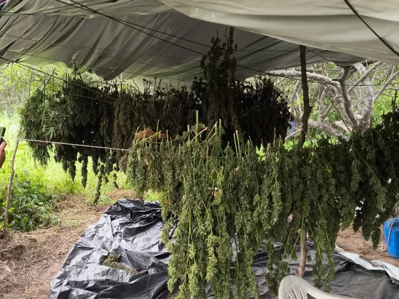 PM erradica 10 mil pés de maconha em Monte Santo e três homens são presos