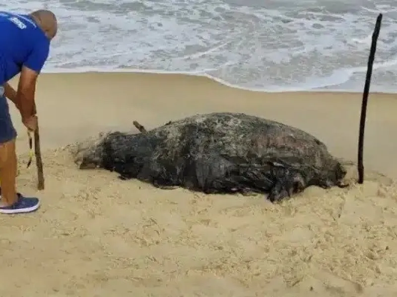 Filhote de baleia jubarte é encontrado morto em praia de Porto Seguro