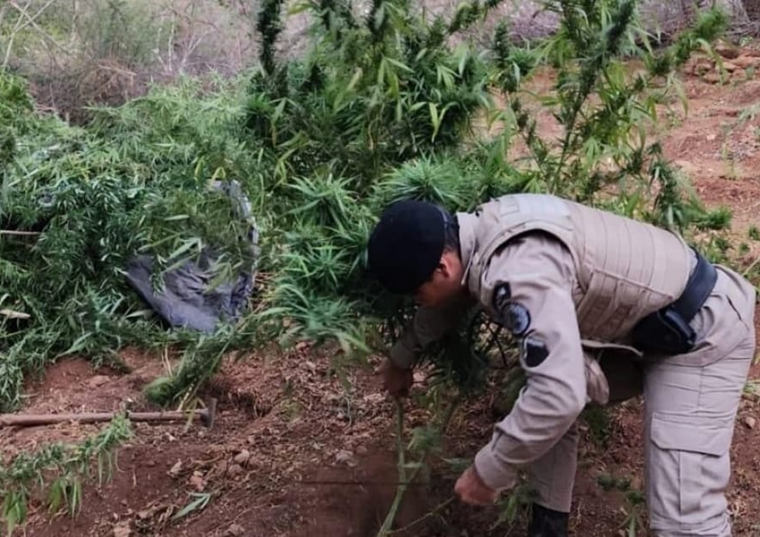 Polícia Militar destrói plantação de maconha e apreende droga em Campo Formoso