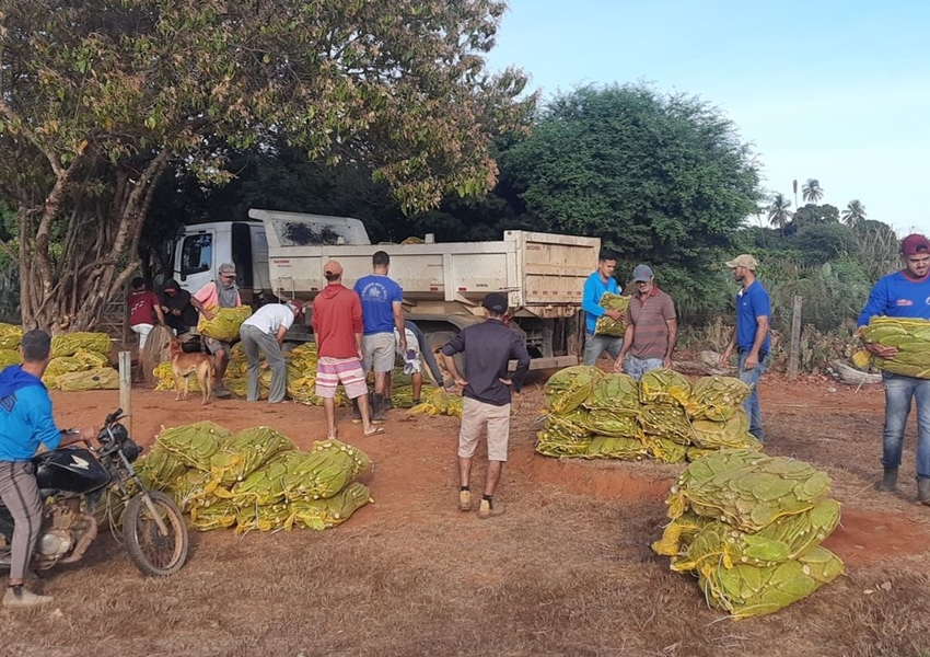 Prefeitura de Livramento e CDSTBP distribuem mais de 160.000 mudas de palma doce para produtores rurais