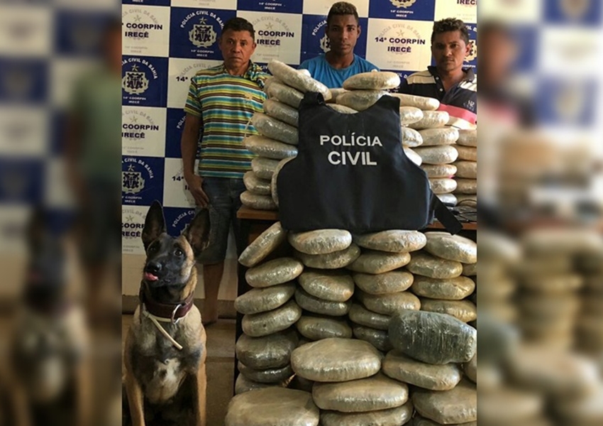 Cadela da Polícia Civil localiza 132 kg de maconha enterrados em Irecê