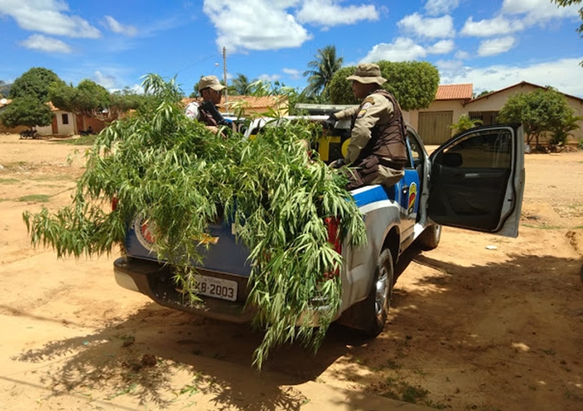 Livramento: Policia Militar erradica pés de maconha e prende homem na comunidade da Barrinha