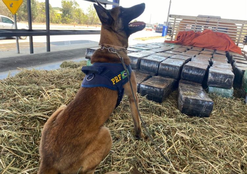 Quase 3 toneladas de maconha entre carga de feno são apreendidas em Vitória da Conquista