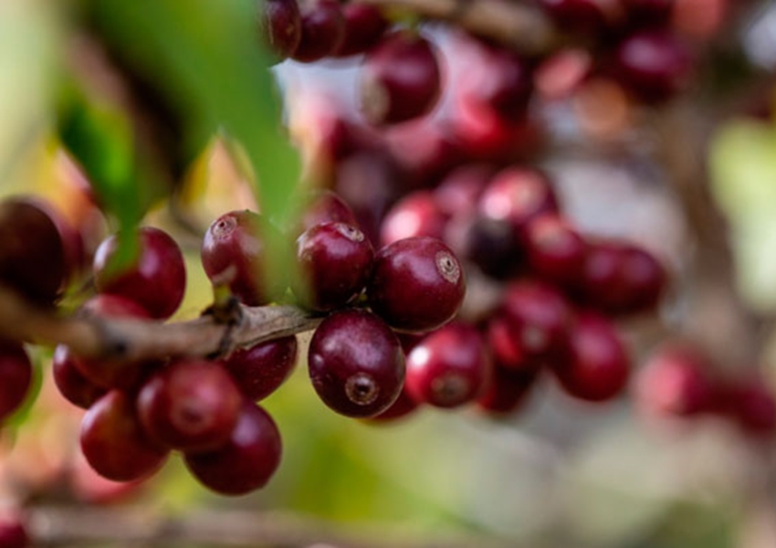 Piatã: Cafeicultores de Cooperativa são classificados ao Oscar dos cafés especiais