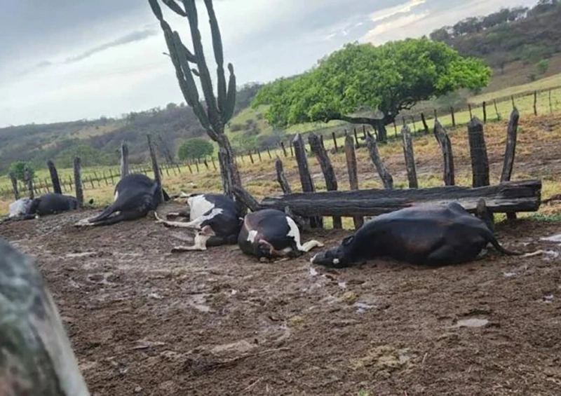 Raio mata sete bovinos durante tempestade em fazenda no município de Caém