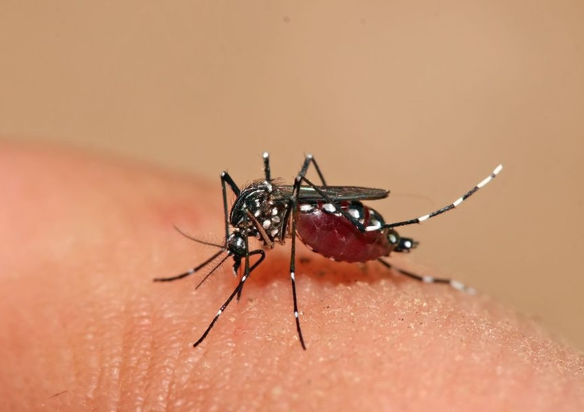 Bahia tem mais de 40 mil casos de dengue no 1º semestre de 2019