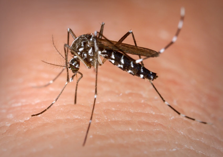 Casos de dengue triplicam na Bahia