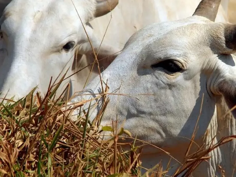 Brasil regula abate e processamento de animais para mercado religioso