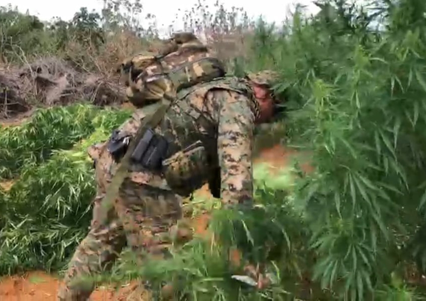 PF e PM erradicam 13 mil pés de maconha no Norte da Bahia