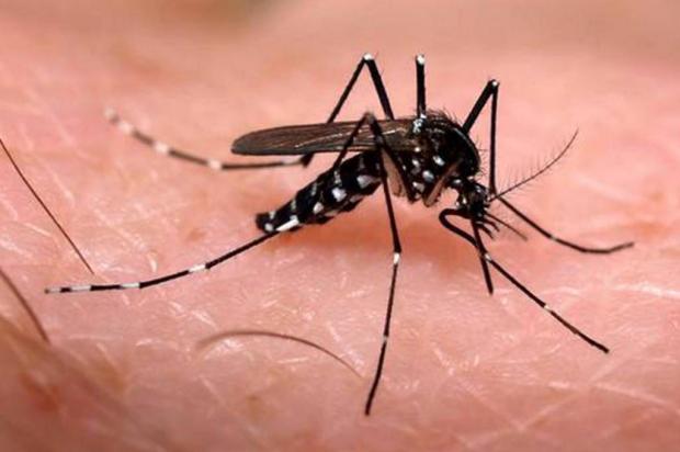 Brasil registra queda em doenças transmitidas por Aedes