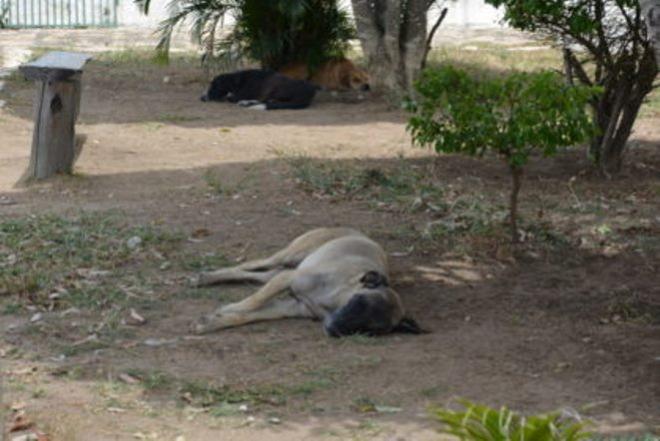 Vitória da Conquista: cachorrada gera reclamações em Hospital Municipal