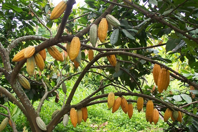 Produção brasileira de cacau deve ser 10% maior esse ano