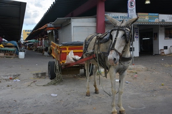 Vitória da Conquista: Prefeitura exige emplacamento e habilitação para carroceiros