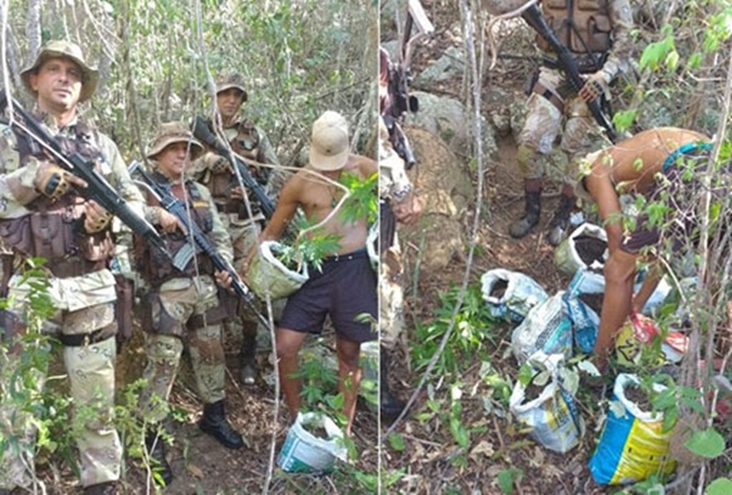 Chapada Diamantina: polícia apreende cerca de 300 pés de maconha