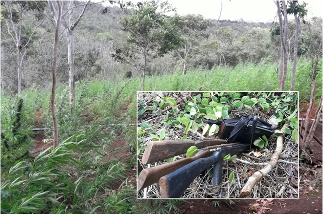 Polícia Civil erradica 5 mil pés de maconha em Seabra